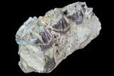 Hyracodon (Running Rhino) Jaw Section - South Dakota #90264-2